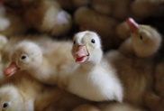 Mexico declares bird flu 'emergency' 