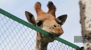 Almaty Zoo is baby-booming