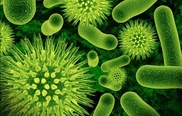 Scientists say NASA's 'new form of life' was untrue 