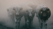 British biker smashed into cow in Aktobe oblast