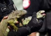 German arrested for stealing iguanas from Galapagos 