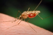 Brazil to breed GM mosquitoes to combat dengue 