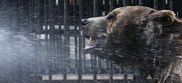 LA bear who became Twitter star back in wild 