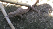 PHOTO: Goanna caught in Shymkent yard