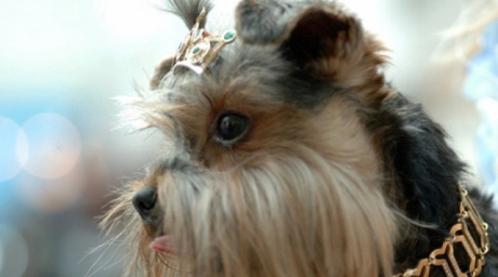 Cost of most expensive dog haircuts in Almaty unveiled