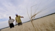 353 thousand hectares of grain written off because of drought in Kazakhstan