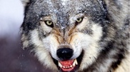 Wealthy Kazakhs take wolves as guards