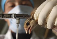 Mexico to vaccinate 10 million birds in flu outbreak 