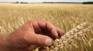 Drought killed the wheat harvest at 7 thousand hectares in South-Kazakhstan oblast
