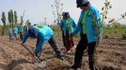 230,000 trees to be planted along Western Europe – Western China highway