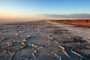 Turkmenistan to plant huge forest in Aral Sea region 