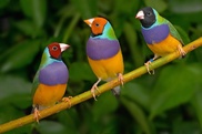 Mother knows best: finches choose chicks' gender 
