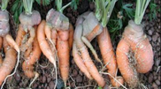 Kazakhstan genetics bred TBC-preventing carrots