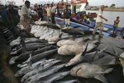 Threatened shark species turning up in US restaurants: study 