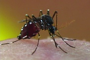 In Europe, defences rise against Asian mosquito peril 