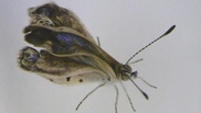 Fukushima caused mutant butterflies: scientists 