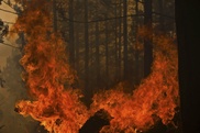 California declares state of emergency amid fires 