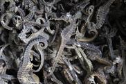 Peru seizes 16,000 dried seahorses headed to Asia 