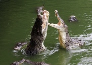  Man in Malaysia bitten by crocodile during toilet break 