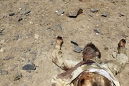 17 beheaded in bloody day across Afghanistan 