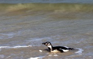 Robben Island penguins hit by fuel from wrecked tanker 