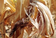 Oxfam warns food prices to soar due to climate change 