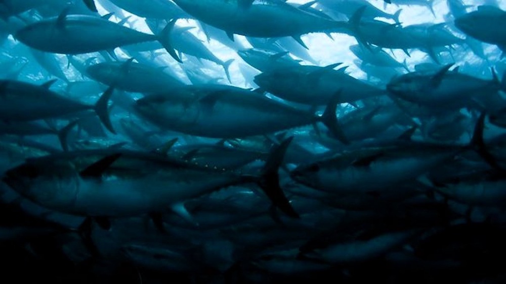 Australian super-trawler ban in doubt 