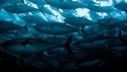 Australian super-trawler ban in doubt 
