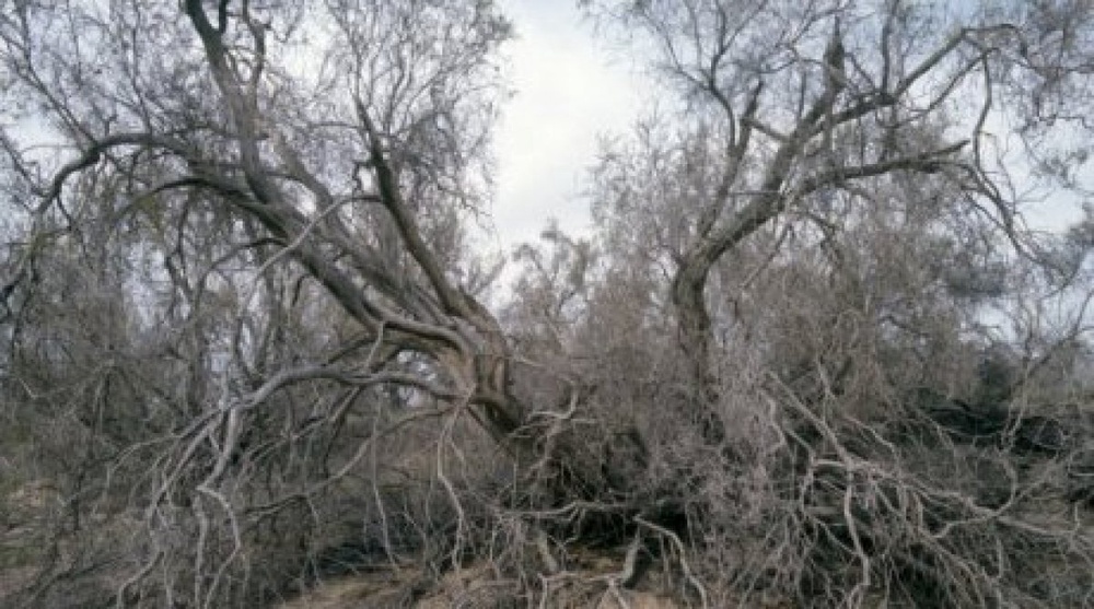 Agriculture Ministry eyes ban on saxaul cutting in Kazakhstan