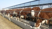 Kazakhstan Ministry of Agriculture eyes early evaluation of cattle breed