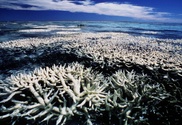 Australian coal basin may be top 10 polluter: Greenpeace 