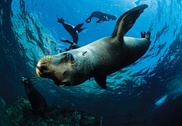Revealed: How sea lions make mega-dives 