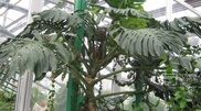 100-year old plants still grow in Petropavlovsk Botanical Garden