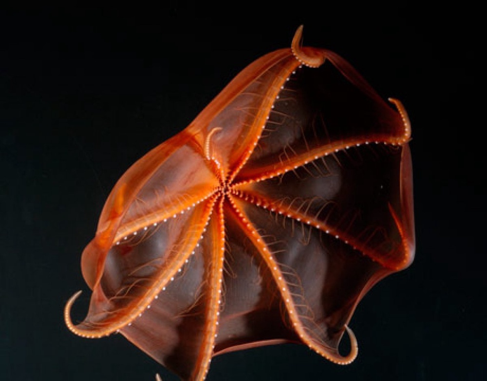 Revealed: Secrets of the Squid from Hell 