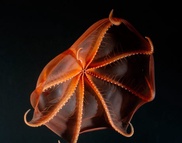 Revealed: Secrets of the Squid from Hell 