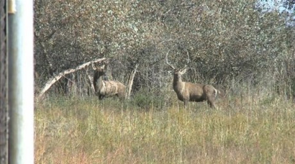 30 endangered Bukhar deers releaseed in southern Kazakhstan