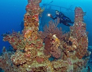Great Barrier Reef coral halved in 27 years: study 