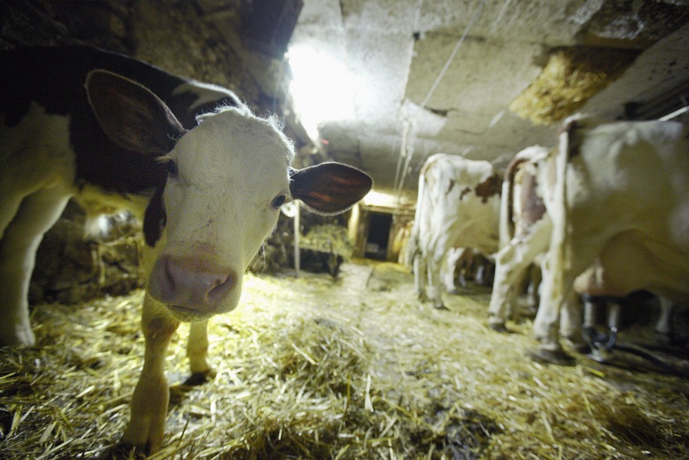 New Zealand team edges closer to allergy-free milk 