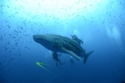 Australia hits out at Japan at whale research launch