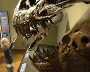 Odd species of wee dinosaur identified in US 