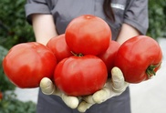 Tomatoes can lower stroke risk: study 