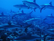 Costa Rica tightens ban on shark fins 