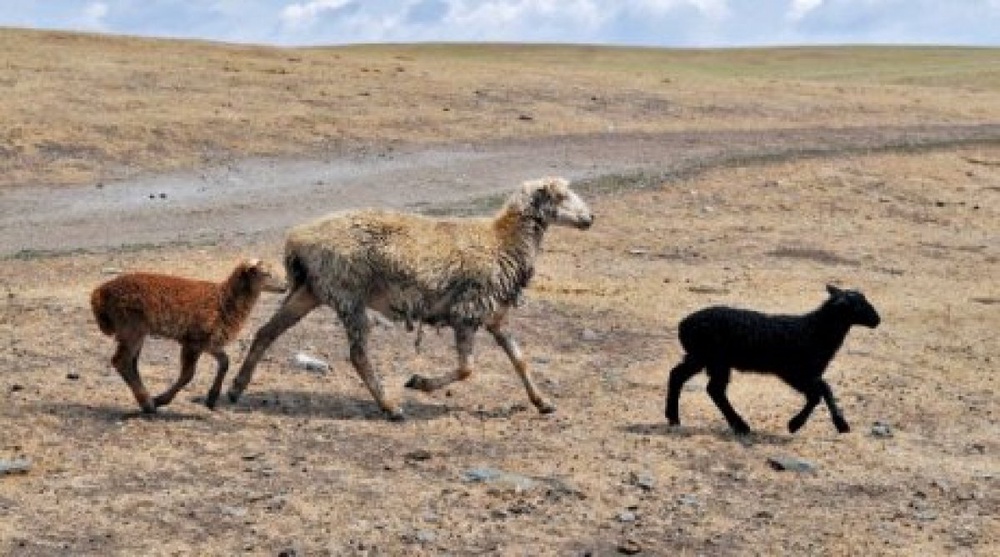 Kazakhstan may face food deficit by 2050