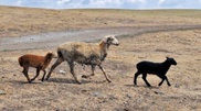 Kazakhstan may face food deficit by 2050