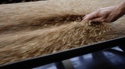 Kazakhstan is ready to supply agricultural goods to Austria: Nazarbayev