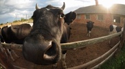 Pavlodar farmer tends cows via satellite 