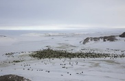 Outrage as Antarctic ocean sanctuary talks end in failure 