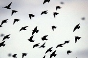 Boozy birds pay the price for flying high 