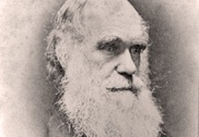 Darwin earns 4,000-plus votes in US election 