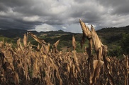 Malnutrition in N.Korea despite better harvests: UN 